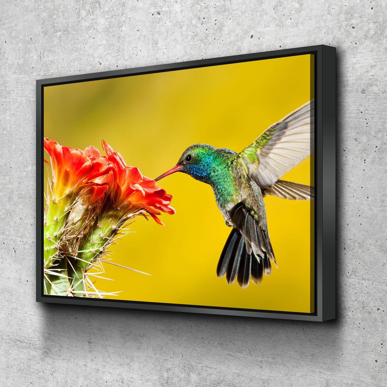 Broad Billed Hummingbird - Amazing Canvas Prints