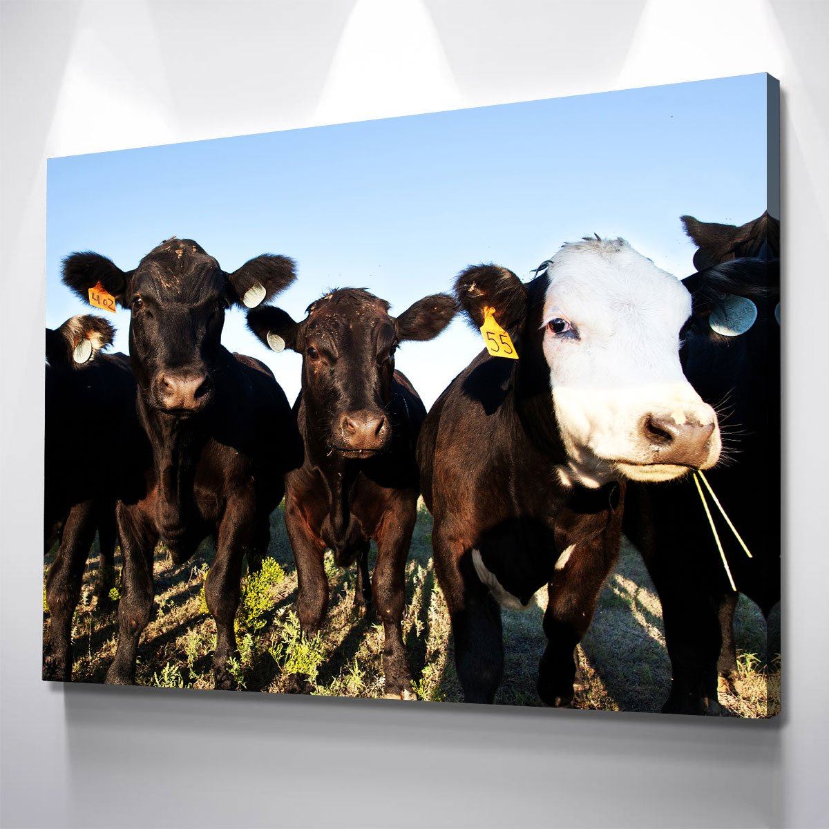 Angus Cattle
