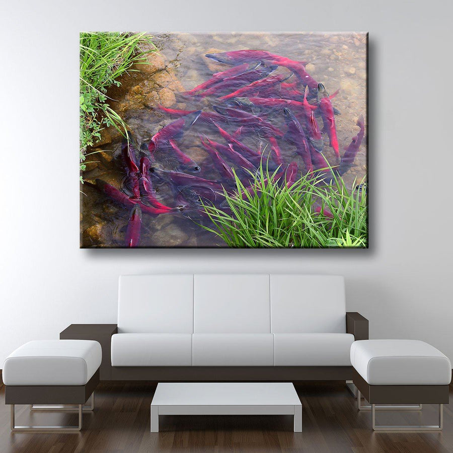 Spawning Sockeye Salmon - Amazing Canvas Prints